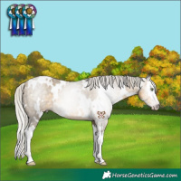 Horse Color:Gray White Spotted Silver Sable Cream Champagne Sabino Splash Appaloosa Rabicano 