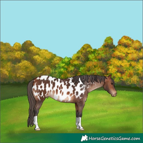 Horse Color:Bay Blanket 