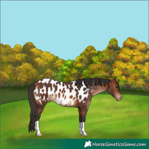 Horse Color:Bay Appaloosa 