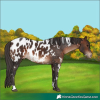 Horse Color:White Spotted Brown Appaloosa 