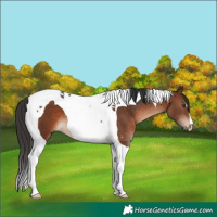 Horse Color:Brown Tobiano 