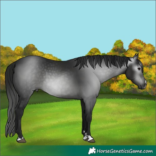 Horse Color:Gray Black Rabicano 