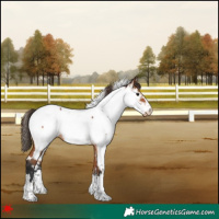 Horse Color:White Spotted Bay Near Fewspot 