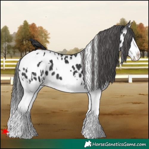 Horse Color:White Spotted Black Splash Appaloosa 