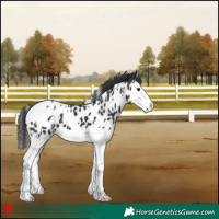 Horse Color:White Spotted Black Splash Appaloosa 