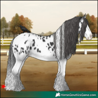 Horse Color:White Spotted Black Splash Appaloosa 