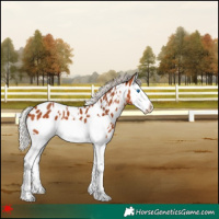 Horse Color:White Spotted Silver Bay Splash Frame Appaloosa 