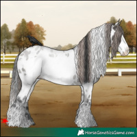 Horse Color:White Spotted Grullo Frame Appaloosa 