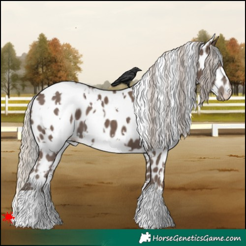 Horse Color:White Spotted Silver Black Appaloosa 