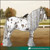 Horse Color:White Spotted Silver Black Appaloosa 