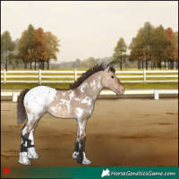 Horse Color:White Spotted Bay Dun Snowcap 