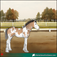 Horse Color:White Spotted Bay Dun Splash 