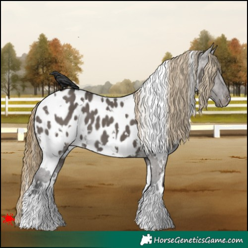 Horse Color:White Spotted Smoky Grullo Appaloosa 
