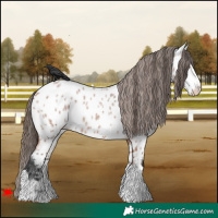 Horse Color:Bay Roan Appaloosa