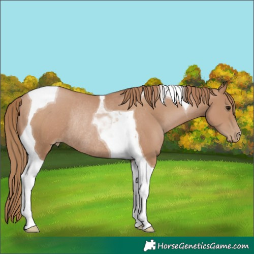 Horse Color:Black Pearl Tobiano Rabicano 