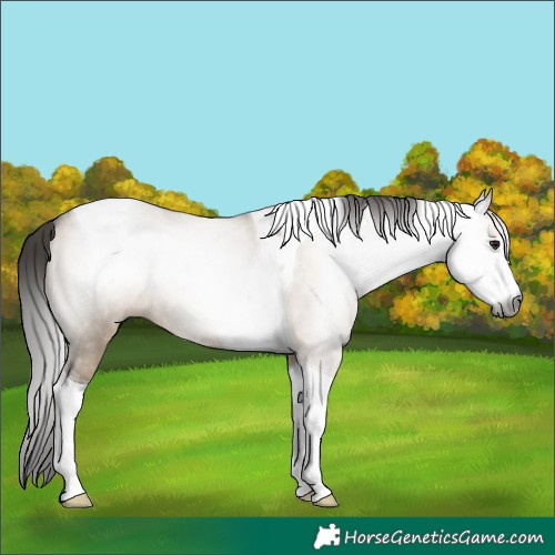 Horse Color:Gray Brown Dun Sabino Tobiano Varnish 