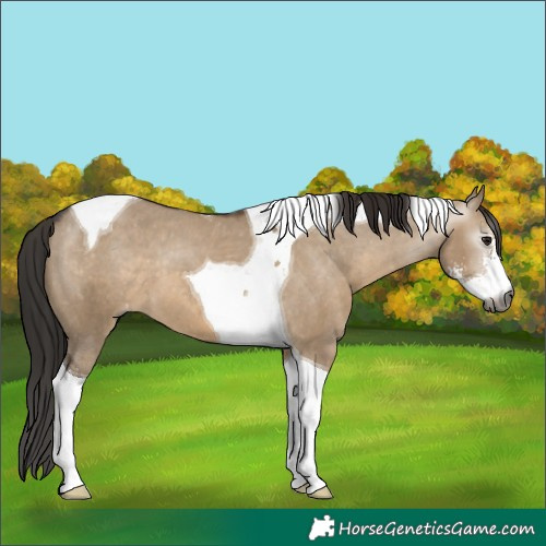 Horse Color:Gray Brown Dun Sabino Tobiano Appaloosa 