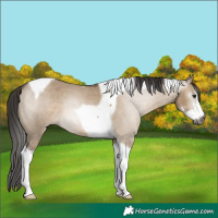 Horse Color:Gray Brown Dun Sabino Tobiano Appaloosa 