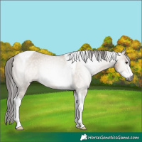 Horse Color:Gray Brown Dun Sabino Tobiano Appaloosa