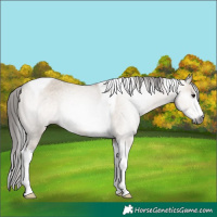 Horse Color:Gray Brown Dun Sabino Tobiano Appaloosa 