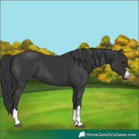 Horse Color:Black 