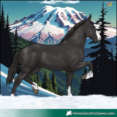 Horse Color:Smoky Black