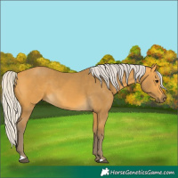 Horse Color:Silver Buckskin 