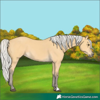 Horse Color:Silver Buckskin 
