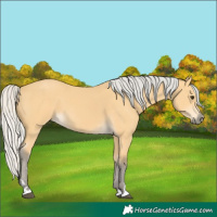 Horse Color:Silver Buckskin 