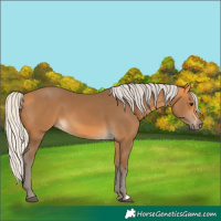 Horse Color:Silver Buckskin 