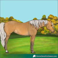 Horse Color:Silver Buckskin 