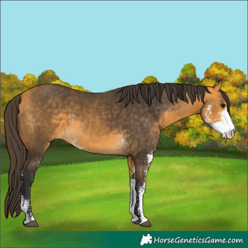 Horse Color:Buckskin Sabino 