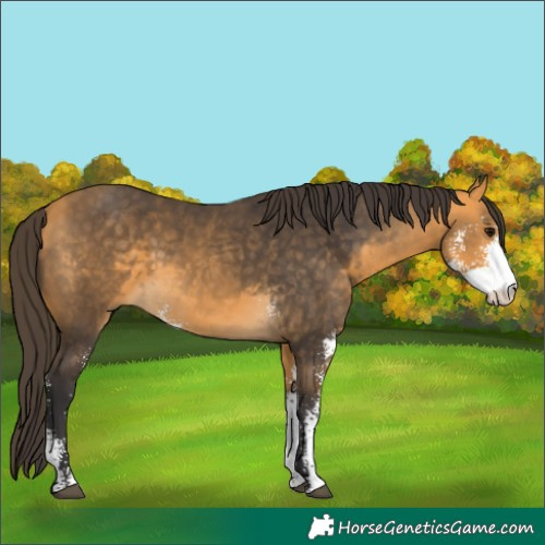 Horse Color:Buckskin Sabino 