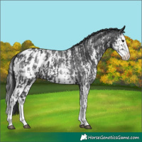 Horse Color:Black Sabino Splash Appaloosa  and Black Sabino Splash Appaloosa 