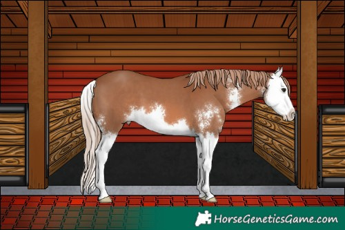 Horse Color:Chestnut Sabino Splash 