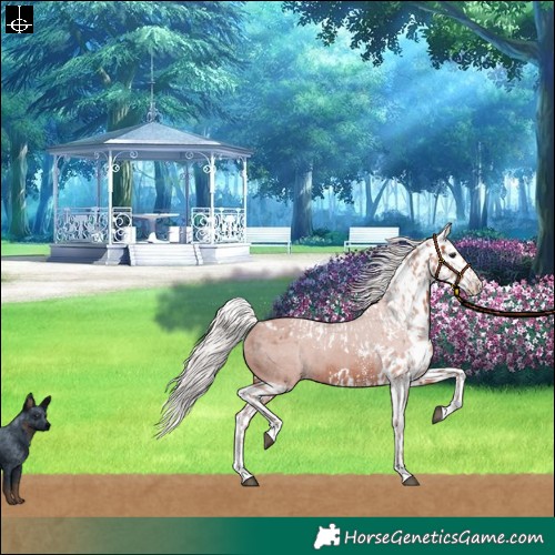 Horse Color:Silver Brown Sabino Splash Skewed Appaloosa and Silver Brown Sabino Splash Skewed Appaloosa