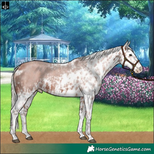 Horse Color:Silver Brown Sabino Splash Skewed Appaloosa  and Silver Brown Sabino Splash Skewed Appaloosa 