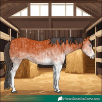 Horse Color:White Spotted Bay Splash and White Spotted Bay Splash Rabicano