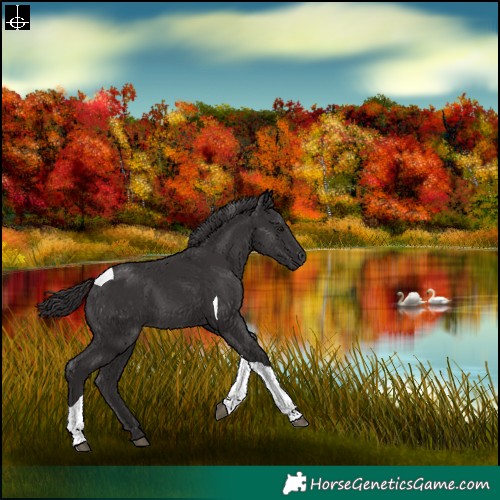 Horse Color:Smoky Black Tobiano 