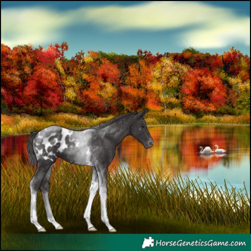 Horse Color:Smoky Black Tobiano Blanket 