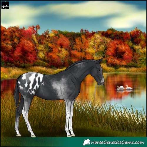 Horse Color:Black Tobiano Blanket 