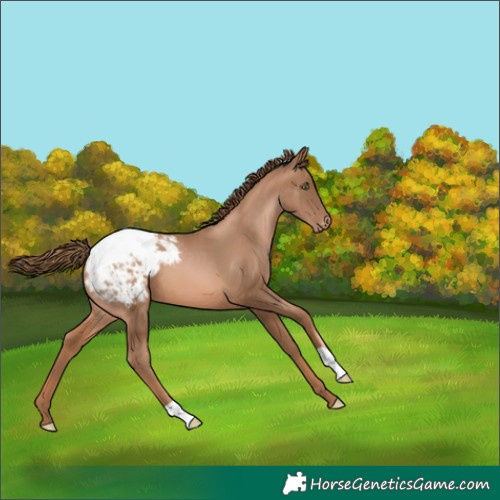 Horse Color:Liver Chestnut Pearl Appaloosa 