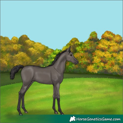 Horse Color:Smoky Grullo 