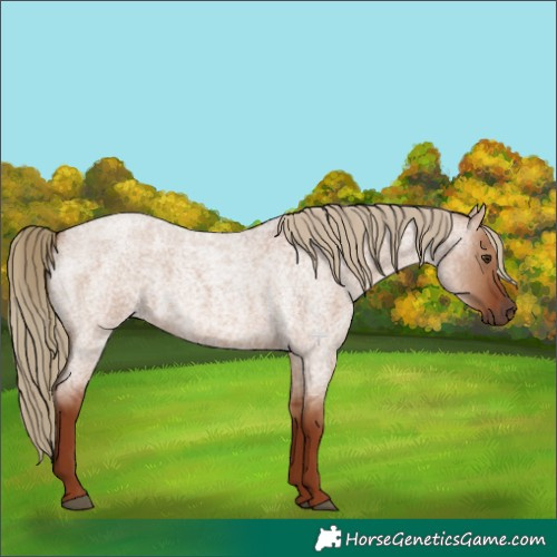 Horse Color:Red Dun Roan 