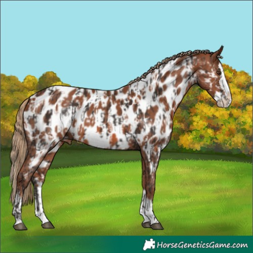 Horse Color:Liver Chestnut Sabino Splash Appaloosa  and Chestnut Sabino Splash Appaloosa 