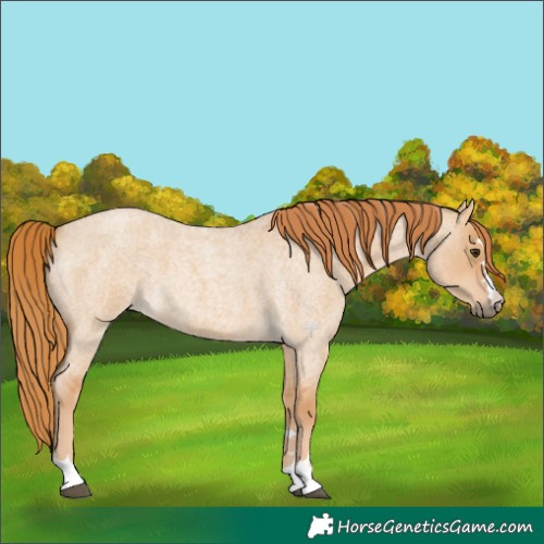 Horse Color:Red Dun Roan 