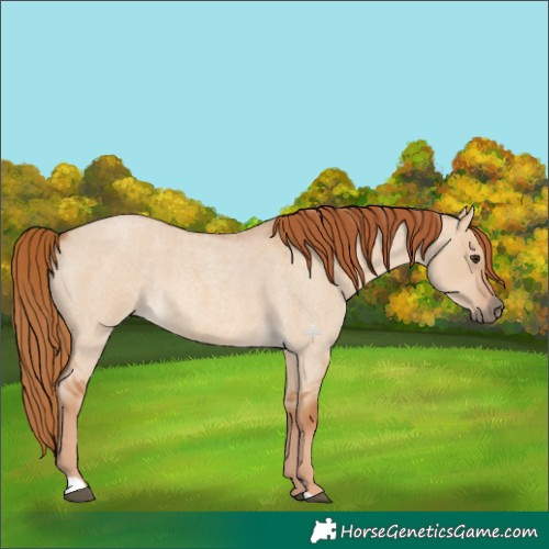 Horse Color:Red Dun Roan 