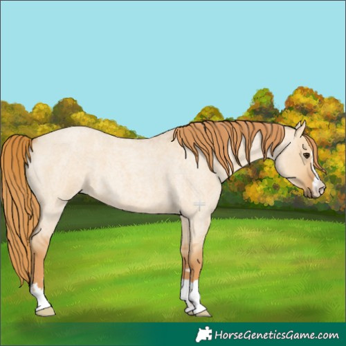 Horse Color:Red Dun Roan 