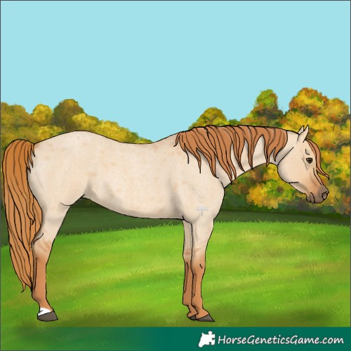 Horse Color:Red Dun Roan 