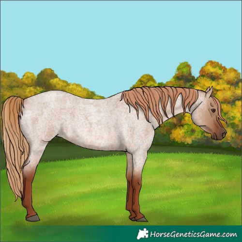 Horse Color:Red Dun Roan 